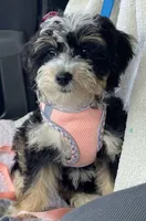 Merle Mini Bernadoodle, a female Miniature Bernedoodle for sale in Port Charlotte, FL – 7 of 8