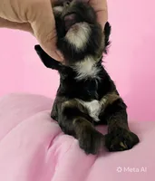 Dark Pink Collar, a female Miniature Bernedoodle for sale in Port Charlotte, FL – 2 of 8