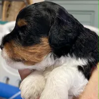 Yellow Collar, a female Miniature Bernedoodle for sale in Port Charlotte, FL – 2 of 7