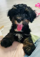 Zoey, a female Poodle - Miniature  and Miniature Bernedoodle for sale in Port Charlotte, FL – 2 of 5