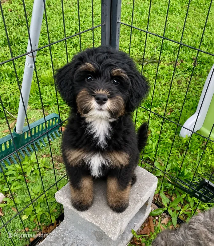 Dark Pink Collar Girl – Miniature Bernedoodle puppy for sale in Port Charlotte, FL