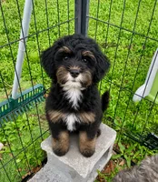 Dark Pink Collar Girl, a female Miniature Bernedoodle for sale in Port Charlotte, FL – 2 of 8