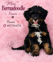 Dark Pink Collar Girl, a female Miniature Bernedoodle for sale in Port Charlotte, FL – 8 of 8