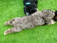 Merle Mini Bernadoodle, a female Miniature Bernedoodle for sale in Port Charlotte, FL – 2 of 8