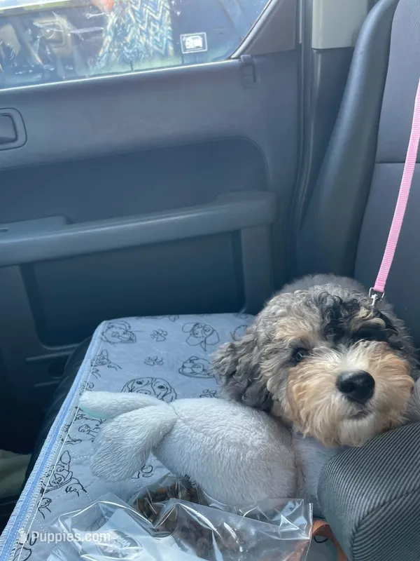 Merle Mini Bernadoodle – Miniature Bernedoodle puppy for sale in Port Charlotte, FL