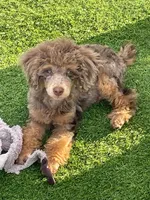 Green Collar, a male Miniature Bernedoodle for sale in Port Charlotte, FL – 5 of 6