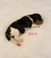 Yellow Collar, a female Miniature Bernedoodle for sale in Port Charlotte, FL – 3 of 7