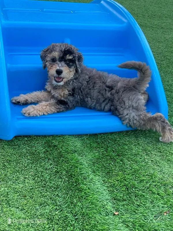 Pebbles – Poodle - Miniature , Miniature Bernedoodle puppy for sale in Port Charlotte, FL