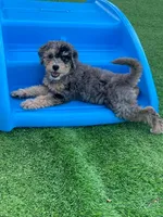 Pebbles, a female Poodle - Miniature  and Miniature Bernedoodle for sale in Port Charlotte, FL – 3 of 3