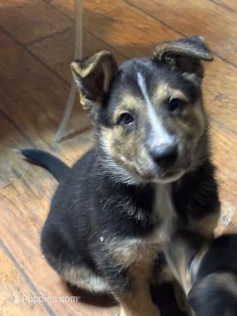 Ariel – Border Collie, German Shepherd Dog puppy for sale in Ada, OH