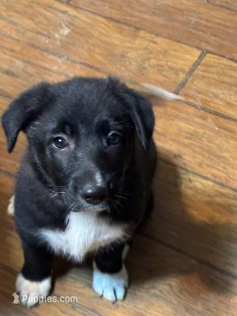Rapunzel – Border Collie, German Shepherd Dog puppy for sale in Ada, OH