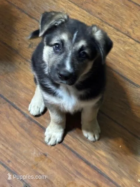 Moana – Border Collie, German Shepherd Dog puppy for sale in Ada, OH