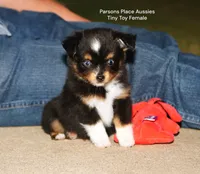 Little Bitty, a female Toy Australian Shepherd for sale in Chandler, OK – 3 of 10