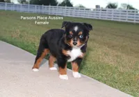 Sweetie , a female Toy Australian Shepherd for sale in Chandler, OK – 5 of 10