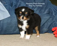 Little Bitty, a female Toy Australian Shepherd for sale in Chandler, OK – 2 of 10