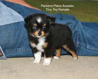 Little Bitty, a female Toy Australian Shepherd for sale in Chandler, OK – 4 of 10