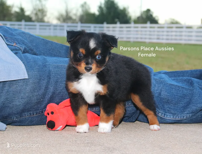 Sweetie  – Toy Australian Shepherd puppy for sale in Chandler, OK