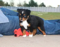 Sweetie , a female Toy Australian Shepherd for sale in Chandler, OK – 7 of 10