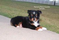 Sweetie , a female Toy Australian Shepherd for sale in Chandler, OK – 2 of 10