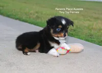 Little Bitty, a female Toy Australian Shepherd for sale in Chandler, OK – 7 of 10