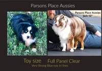 Little Bitty, a female Toy Australian Shepherd for sale in Chandler, OK – 9 of 10
