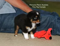 Little Bitty, a female Toy Australian Shepherd for sale in Chandler, OK – 5 of 10