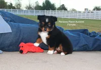 Sweetie , a female Toy Australian Shepherd for sale in Chandler, OK – 4 of 10