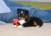 Sweetie , a female Toy Australian Shepherd for sale in Chandler, OK – 6 of 10