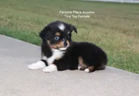 Little Bitty, a female Toy Australian Shepherd for sale in Chandler, OK – 6 of 10