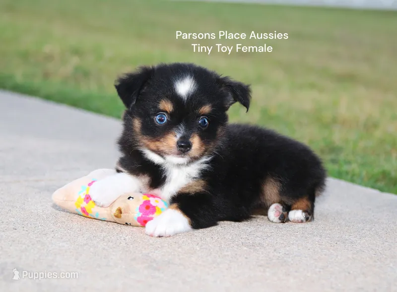 Little Bitty – Toy Australian Shepherd puppy for sale in Chandler, OK