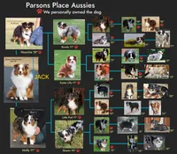 Sweetie , a female Toy Australian Shepherd for sale in Chandler, OK – 10 of 10