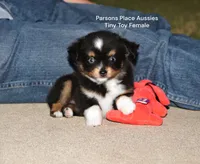 Little Bitty, a female Toy Australian Shepherd for sale in Chandler, OK – 8 of 10