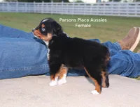 Sweetie , a female Toy Australian Shepherd for sale in Chandler, OK – 3 of 10