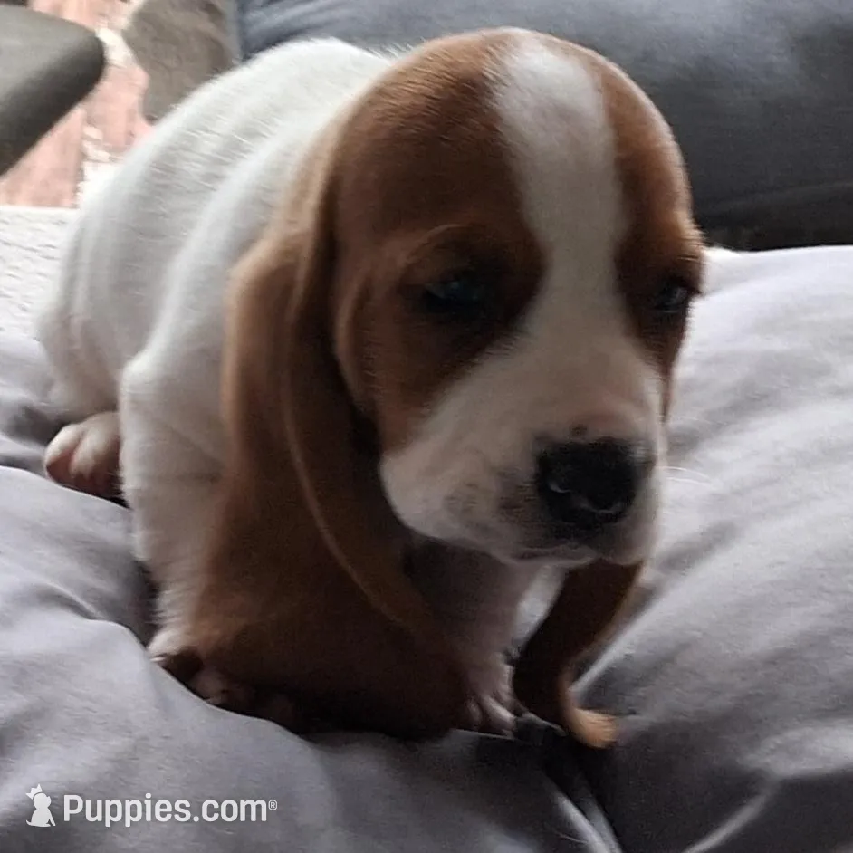 Cleo, a female Basset Hound for sale in Homosassa, FL – Photo 1 of 1