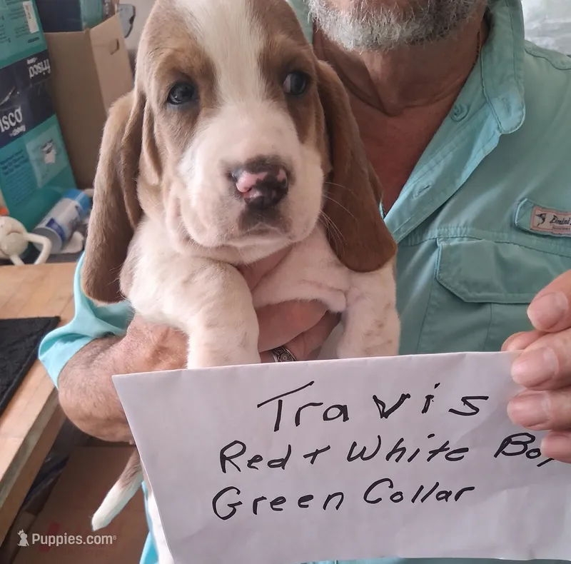 Travis – Basset Hound puppy for sale in Homosassa, FL