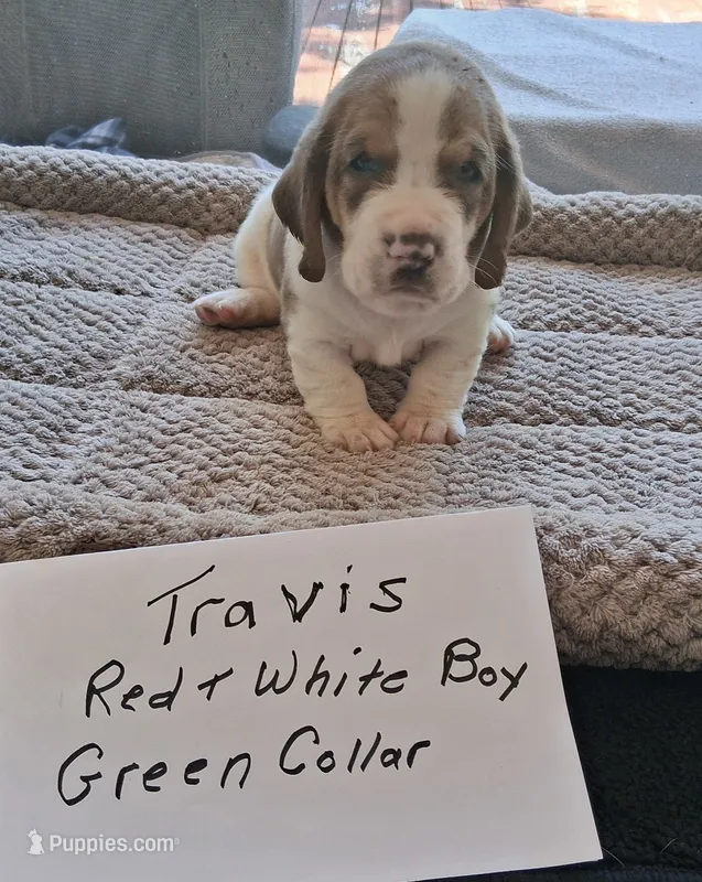 Travis – Basset Hound puppy for sale in Homosassa, FL