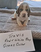 Travis, a male Basset Hound for sale in Homosassa, FL – 1 of 1