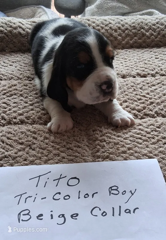 Tito – Basset Hound puppy for sale in Homosassa, FL