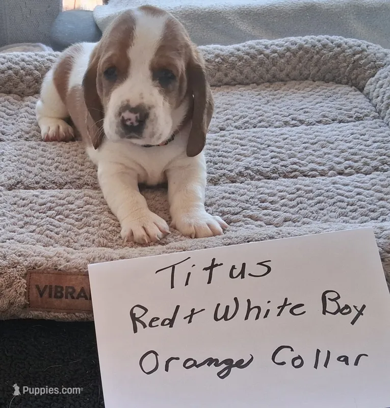 Titus – Basset Hound puppy for sale in Homosassa, FL