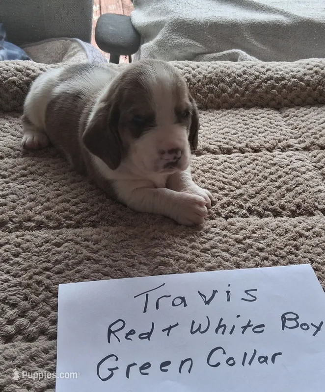Travis – Basset Hound puppy for sale in Homosassa, FL