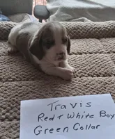 Travis, a male Basset Hound for sale in Homosassa, FL – 1 of 1