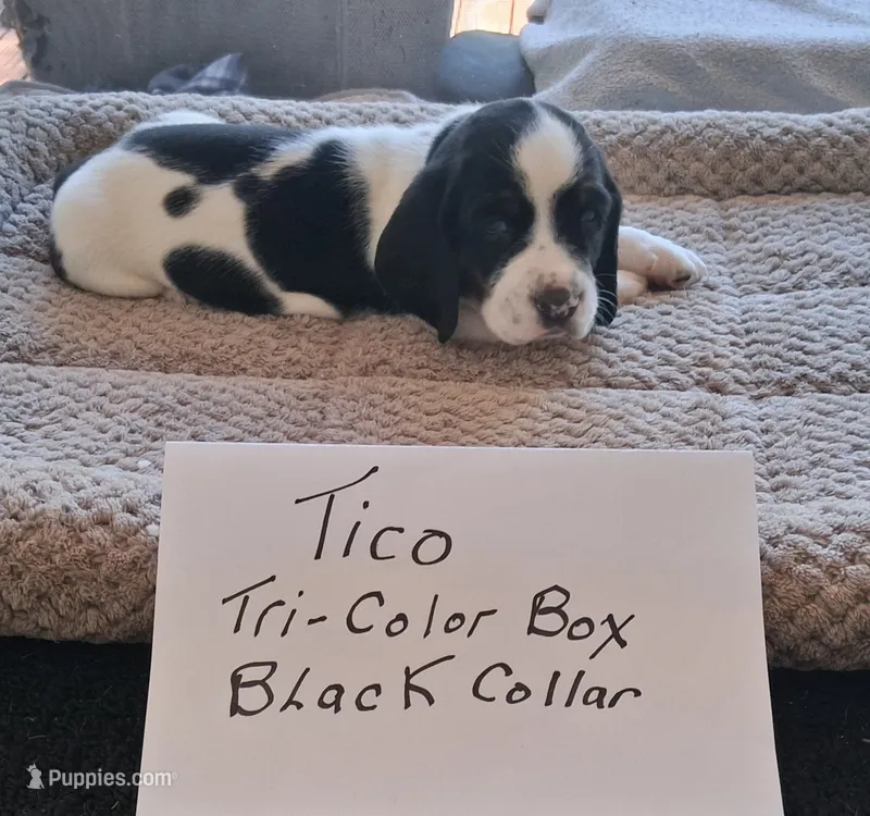 Tico – Basset Hound puppy for sale in Homosassa, FL