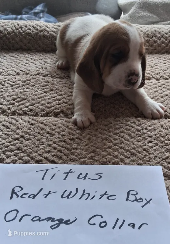 Titus – Basset Hound puppy for sale in Homosassa, FL