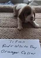 Titus, a male Basset Hound for sale in Homosassa, FL – 1 of 1