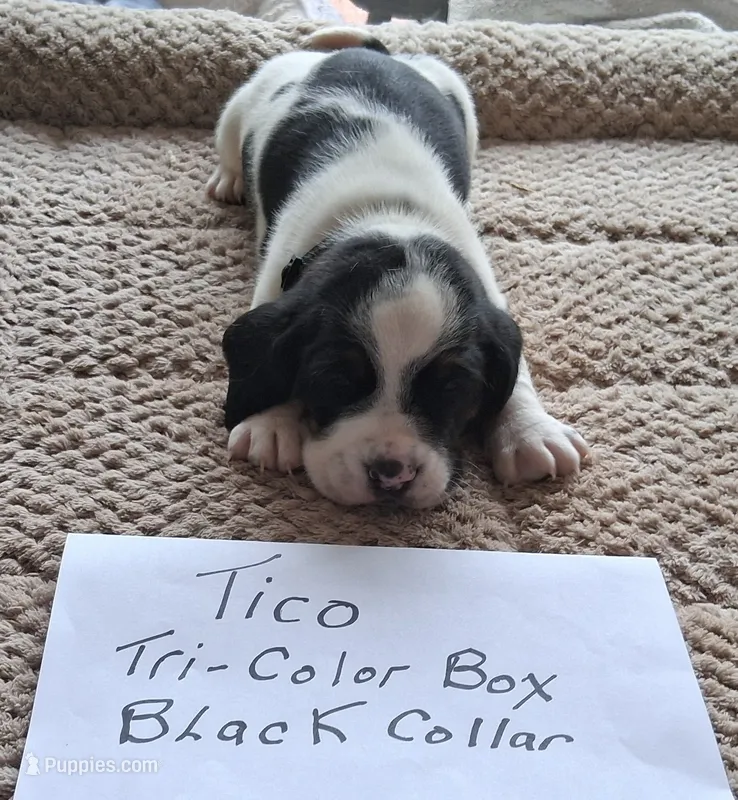 Tico – Basset Hound puppy for sale in Homosassa, FL