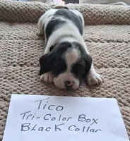 Tico, a male Basset Hound for sale in Homosassa, FL – 1 of 1