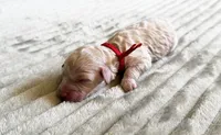 Sandy (red collar) , a female Cockapoo for sale in Elk River, MN – 1 of 2