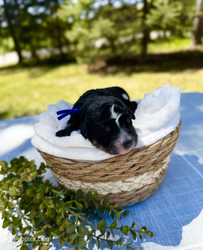 Bear (Blue Collar)  – Bernedoodle puppy for sale in Elk River, MN