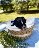 Bear (Blue Collar) , a male Bernedoodle for sale in Elk River, MN – 1 of 1