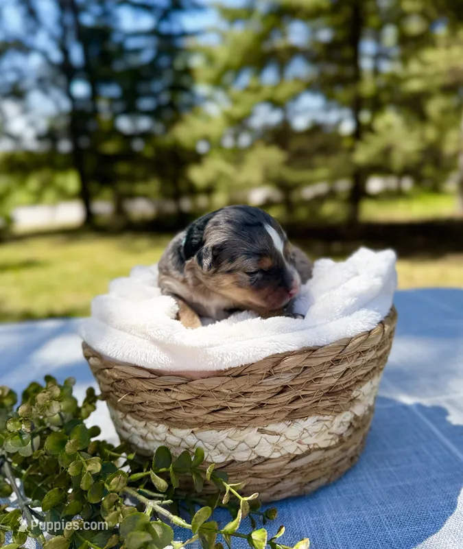 Sable (light blue collar)  – Bernedoodle puppy for sale in Elk River, MN